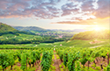 Serene Landscapes Vineyard
