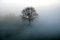 Serene Landscapes Tree
