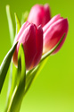 Floral Tulip Flower