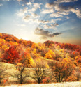 Serene Landscapes Fall Trees