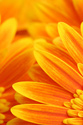 Floral Orange Flower Petals