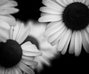 Floral Black and White Sunflowers