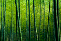 Nature Bamboo Forest