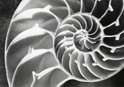 Art Nature Spiral Gray
