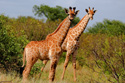 Animals Giraffes