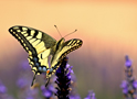 Animals Machaon Butterfly