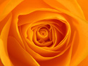 Floral Orange Flower