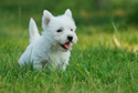 Animals Westie