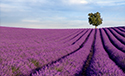 Serene Landscapes Lavender Field
