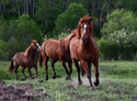 Animals Line of Horses